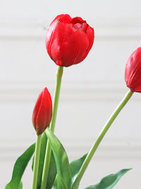Tulip Flower seeds for Planting Fragrant Blossoms Heirloom & GMO Free Seeds for Home Garden
