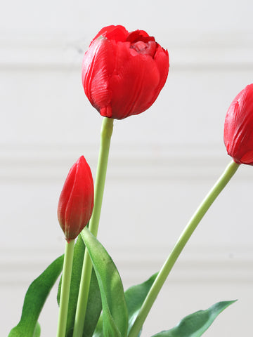 Tulip Flower seeds for Planting Fragrant Blossoms Heirloom & GMO Free Seeds for Home Garden