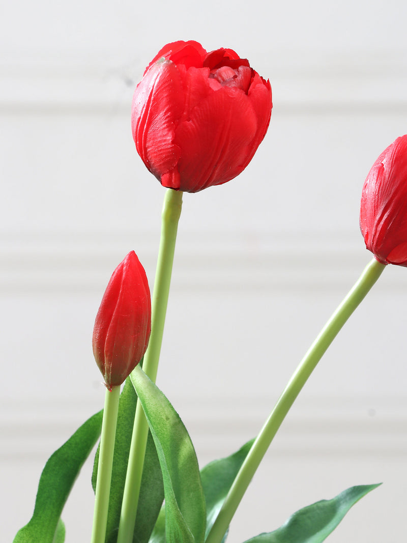 Tulip Flower seeds for Planting Fragrant Blossoms Heirloom & GMO Free Seeds for Home Garden
