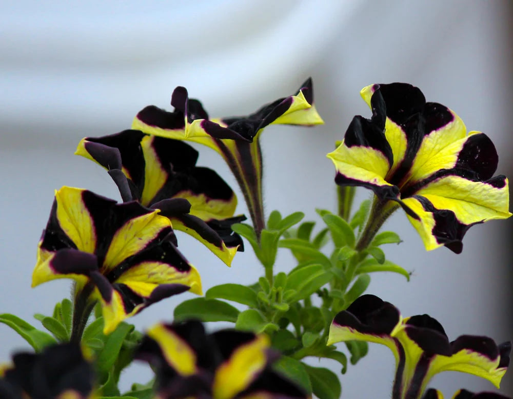 Black & Yellow Petunia Flower seeds for Planting - Sun Loving, Heirloom & GMO Free Seeds for Home Garden