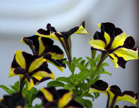 Black & Yellow Petunia Flower seeds for Planting - Sun Loving, Heirloom & GMO Free Seeds for Home Garden