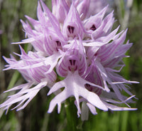 Orchis Italica Flower seeds for Planting - Compact Growth, Heirloom & GMO Free Seeds for Home Garden