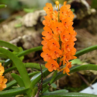 Orange Ascocentrum Flower seeds for Planting - Pollinator Friendly, Heirloom & GMO Free Seeds for Home Garden