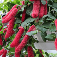 Acalypha Flower seeds for Planting - Hardy Variety, Heirloom & GMO Free Seeds for Home Garden