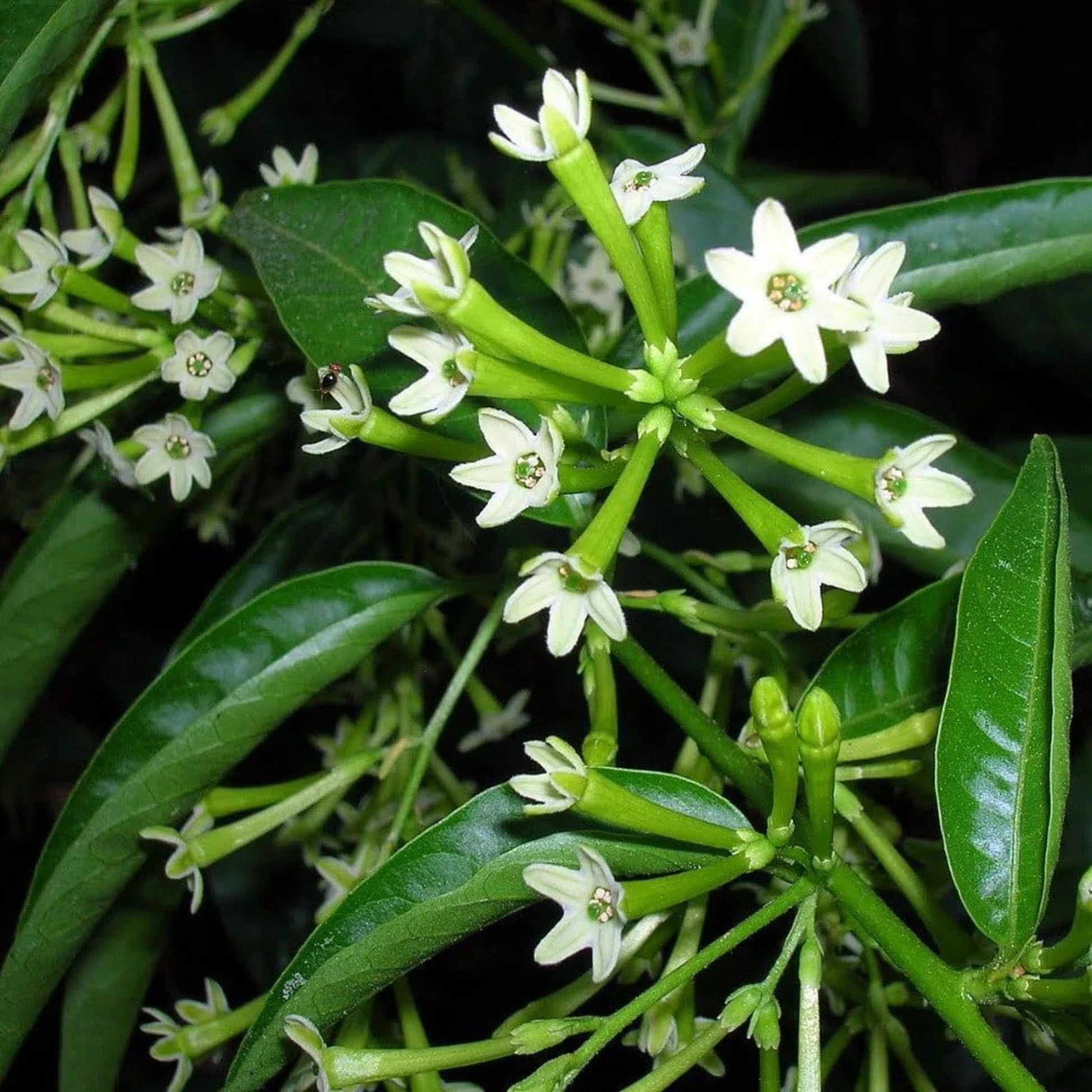 Heirloom Nocturnum Flower seeds for Planting Cut Flower Favorite Heirloom & GMO Free Seeds for Home Garden