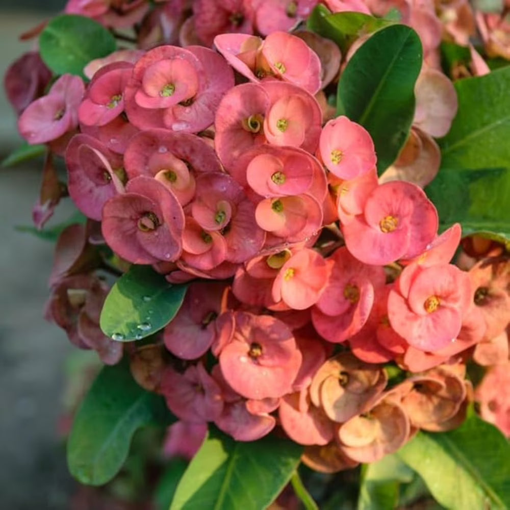 Light Pink Euphorbia Milii Flower seeds for Planting - Perfect for Borders, Heirloom & GMO Free Seeds for Home Garden