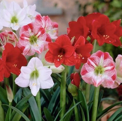 Mixed Color Amaryllis Flower Seeds for Planting Cut Flower Favorite Heirloom & GMO Free Seeds for Home Garden
 
 Sale