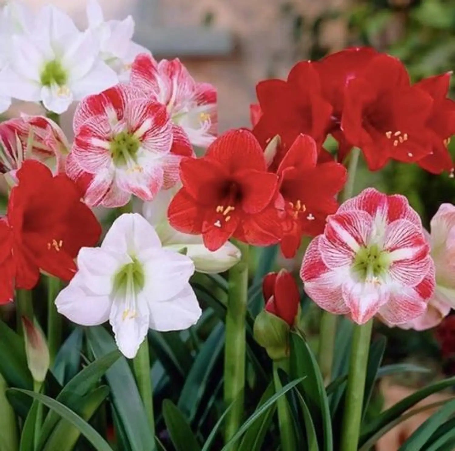 Mixed Amaryllis Flower seeds for Planting Fragrant Blossoms Heirloom & GMO Free Seeds for Home Garden 
 
 Sale