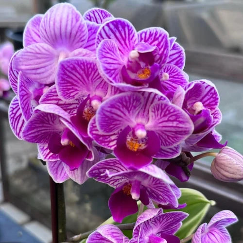 White Violet Phalaenopsis Orchid Flower seeds for Planting Low Maintenance Heirloom & GMO Free Seeds for Home Garden 
 
 Sale