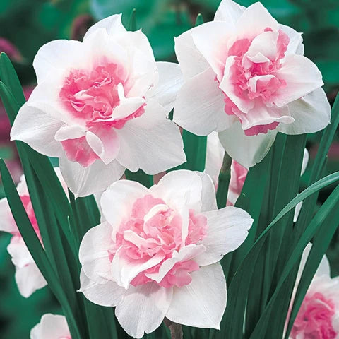 Pink Double Petals Daffodils Seeds for Planting Hardy Variety Heirloom & GMO Free Seeds for Home Garden
 
 Sale