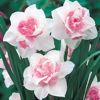 Pink Double Petals Daffodils Seeds for Planting Hardy Variety Heirloom & GMO Free Seeds for Home Garden
 
 Sale