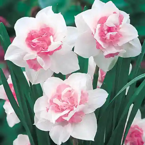 Baby Pink White Daffodils Flower seeds for Planting - Fragrant Blossoms, Heirloom & GMO Free Seeds for Home Garden