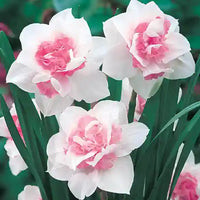 Baby Pink White Daffodils Flower seeds for Planting - Fragrant Blossoms, Heirloom & GMO Free Seeds for Home Garden