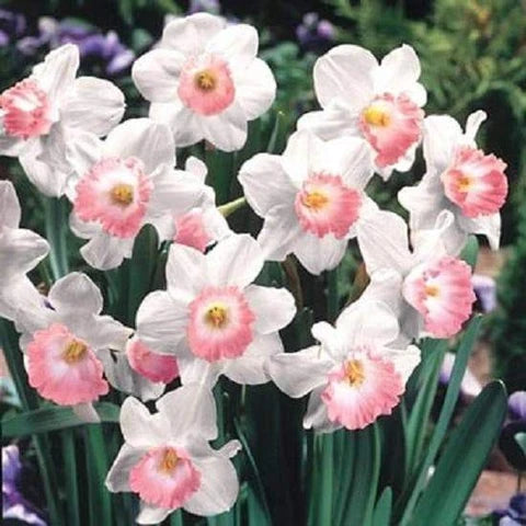 Baby Pink Daffodil Flower Seeds Flower seeds for Planting Pollinator Friendly Heirloom & GMO Free Seeds for Home Garden