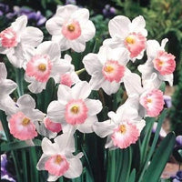 Baby Pink Daffodil Flower Seeds Flower seeds for Planting Pollinator Friendly Heirloom & GMO Free Seeds for Home Garden