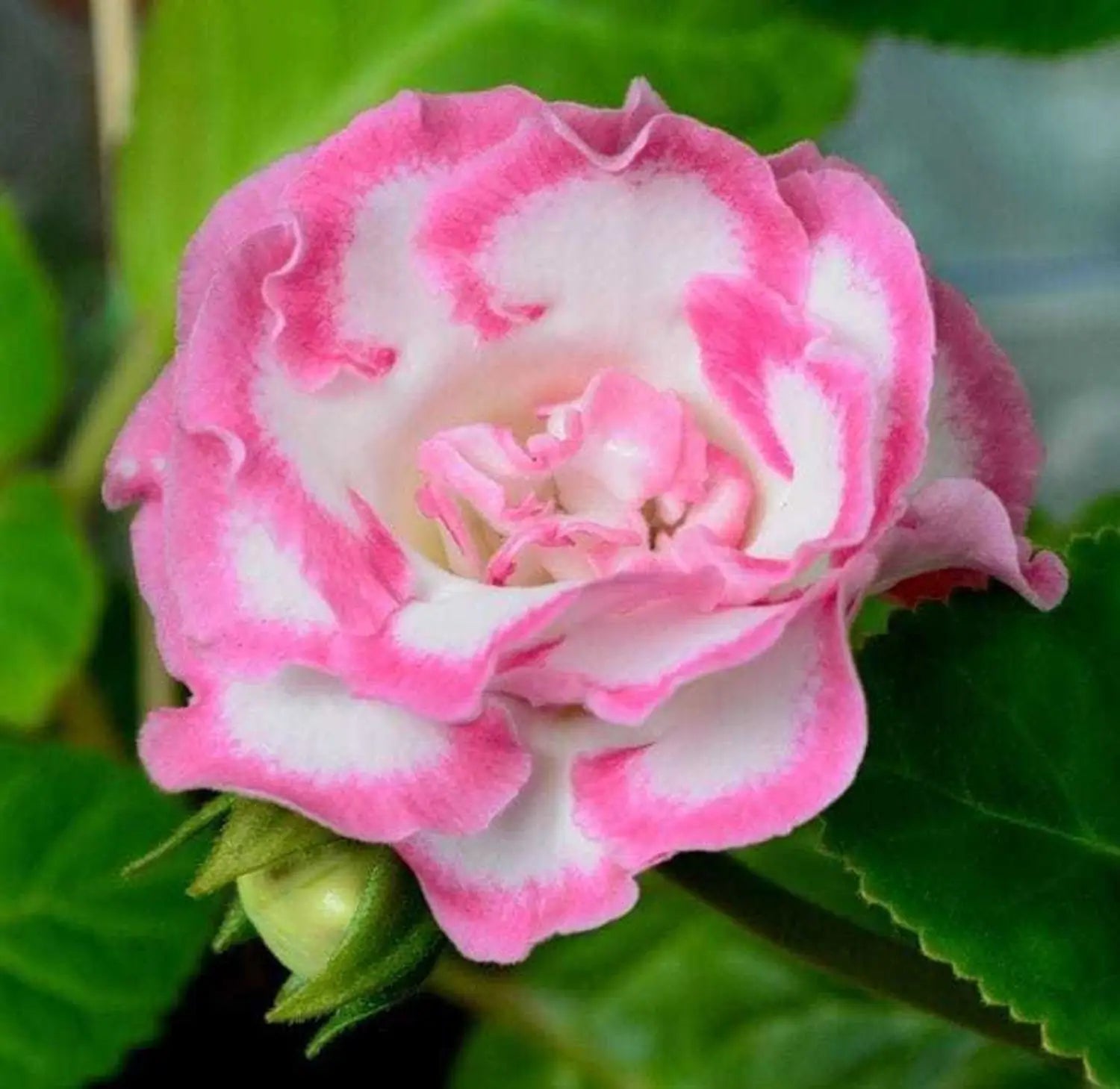 White and Pink Gloxinia Seeds for Planting