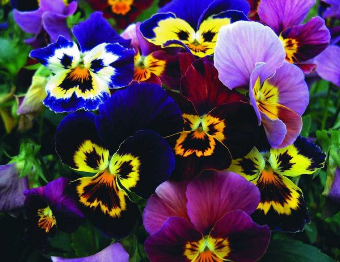 Double Pansy Rococo Flower seeds for Planting Cut Flower Favorite Heirloom & GMO Free Seeds for Home Garden