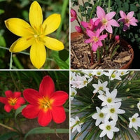 Mixed Rain Lily Seeds for Planting