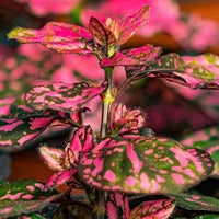 Red Hypoestes Flower seeds for Planting Hardy Variety Heirloom & GMO Free Seeds for Home Garden 
 
 Sale