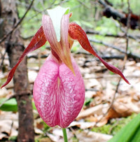 Pink Cypripedium Acaule Flower seeds for Planting - Shade Tolerant, Heirloom & GMO Free Seeds for Home Garden