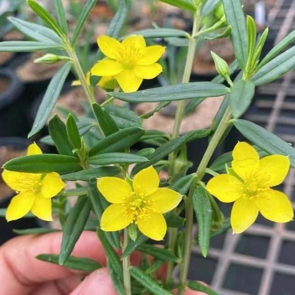 Talinum Caffrum Flower seeds for Planting - Garden Favorite, Heirloom & GMO Free Seeds for Home Garden
 
 Sale