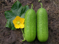 Hairy Gourd Vegetable Seeds for Planting