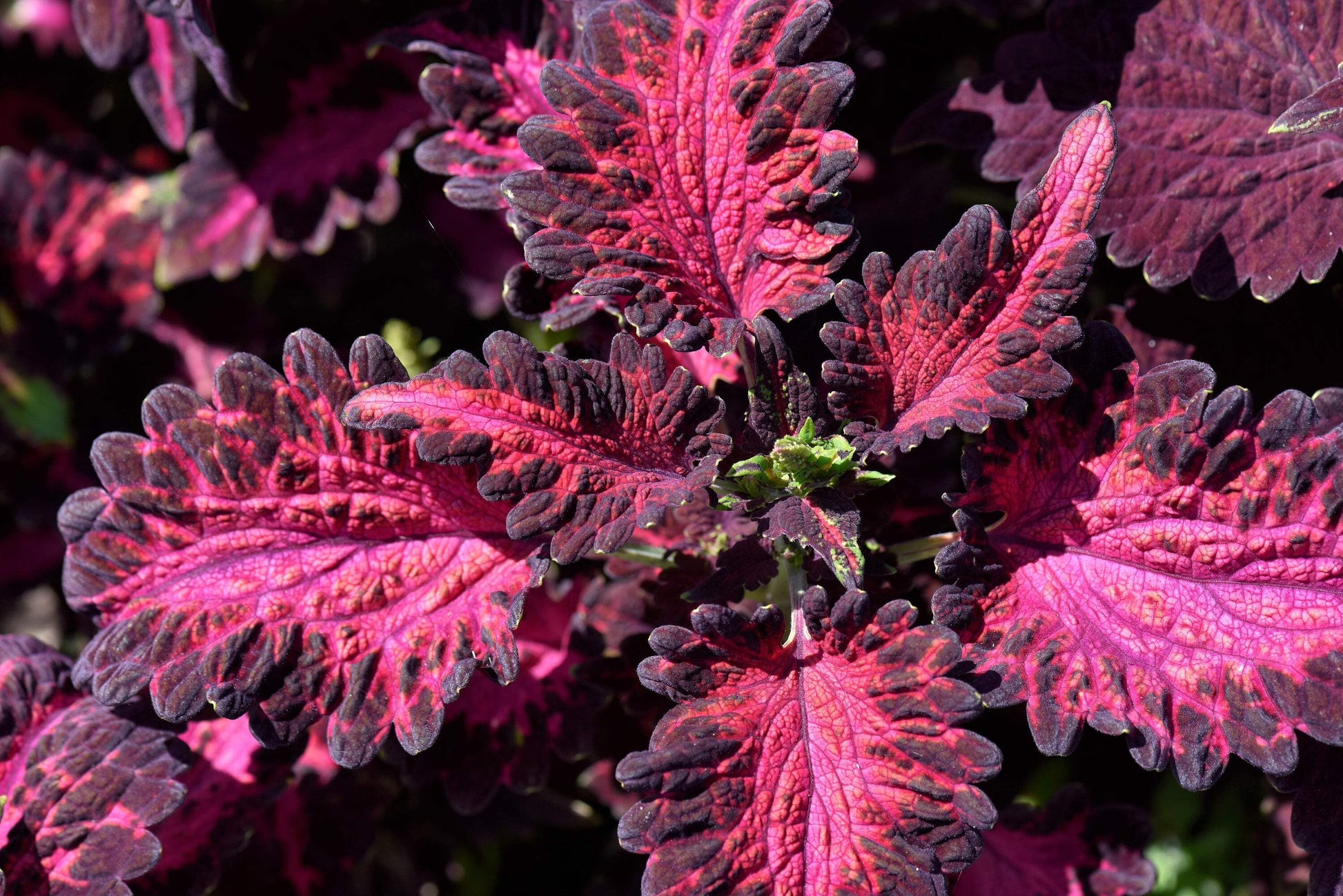 Pink Dragon Coleus for Planting Drought Tolerant Heirloom & GMO Free Seeds for Home Garden
 
 Sale