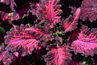 Pink Dragon Coleus for Planting Drought Tolerant Heirloom & GMO Free Seeds for Home Garden
 
 Sale