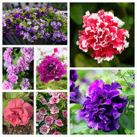 Multi-Flowered Double-Petal Petunia Seeds for Planting - Vibrant Mixed Colors