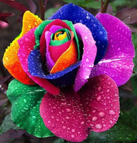 Mixed Color Home Garden Rose Flower Seeds for Planting Low Maintenance Heirloom & GMO Free Seeds for Home Garden
 
 Sale