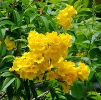Yellow Ambizu Flower seeds for Planting - Colorful Display, Heirloom & GMO Free Seeds for Home Garden
 
 Sale