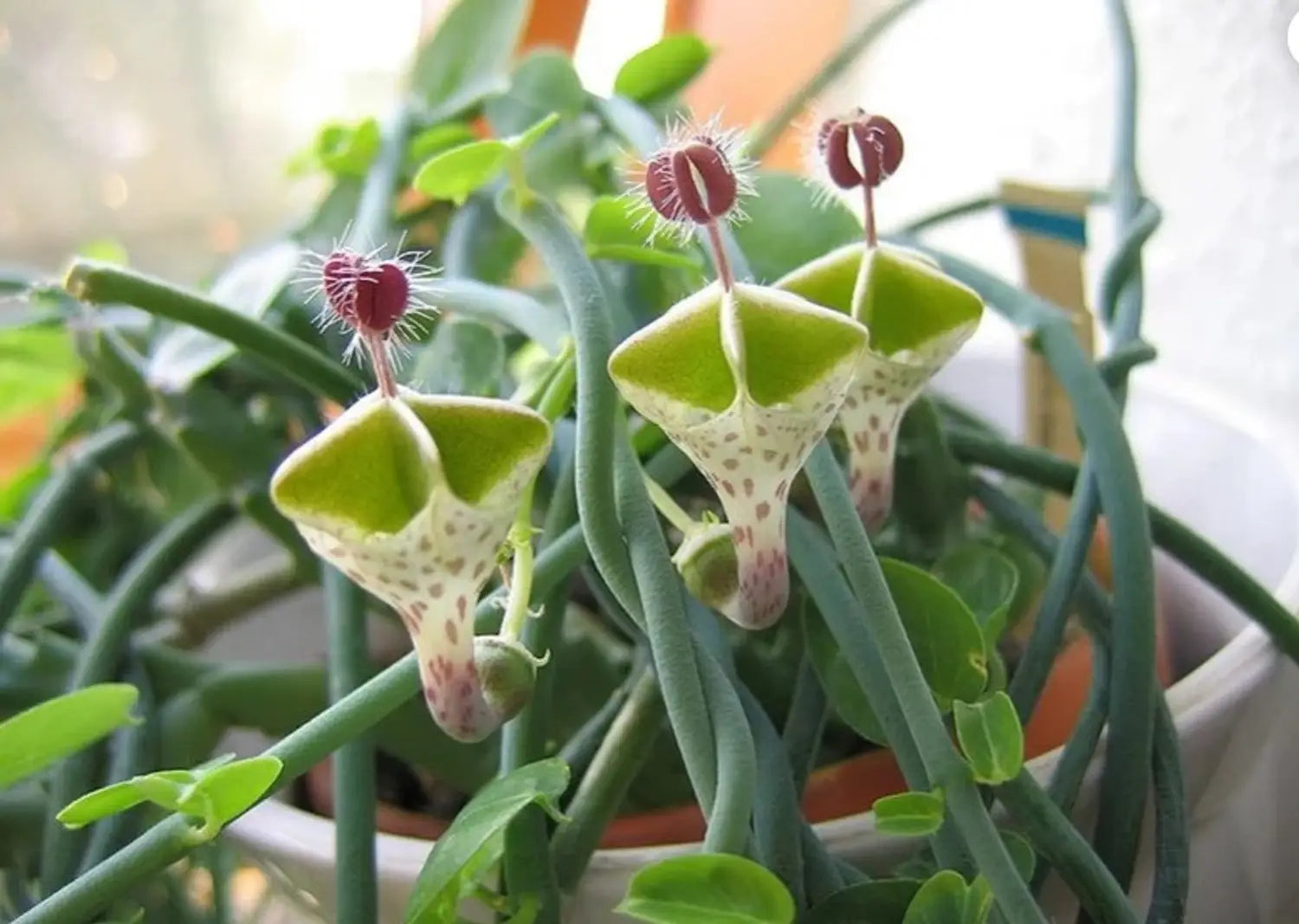 Ceropegia Flower seeds for Planting - Easy to Grow, Heirloom & GMO Free Seeds for Home Garden