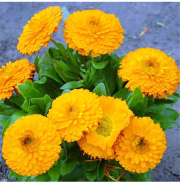 Yellow Flower Pot Flower seeds for Planting - Vibrant Colors, Heirloom & GMO Free Seeds for Home Garden
