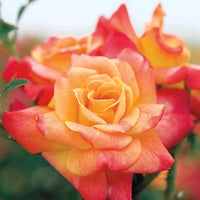 Red Orange Rose Flower seeds for Planting - Colorful Display, Heirloom & GMO Free Seeds for Home Garden