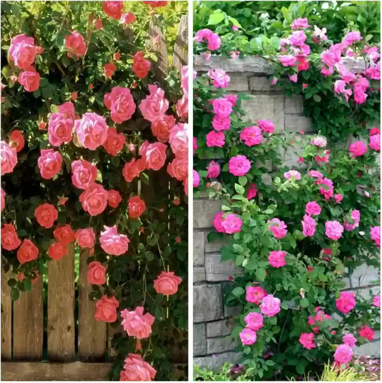 Climbing Flower seeds for Planting - Drought Tolerant, Heirloom & GMO Free Seeds for Home Garden
 
 Sale seeds for planting in home garden