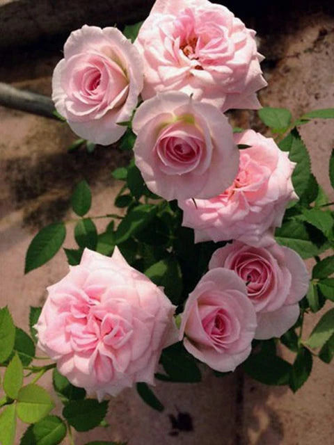 Pale Pink Rose Flower seeds for Planting Drought Tolerant Heirloom & GMO Free Seeds for Home Garden