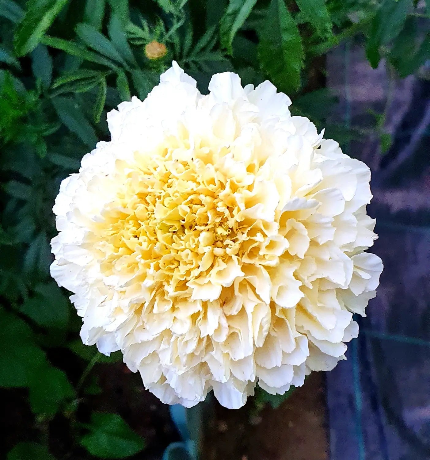 Cream Marigold Flower Seeds for Planting - Vibrant Annual Blooms for Your Garden