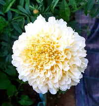 Cream Marigold Flower Seeds for Planting - Vibrant Annual Blooms for Your Garden