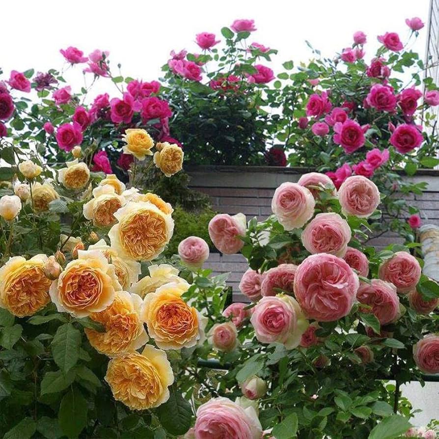 Mixed Climbing Perennial Rose Flower Seeds for Planting – Fragrant Blossoms Heirloom & NonGMO Seeds for Home Garden
 
 Sale