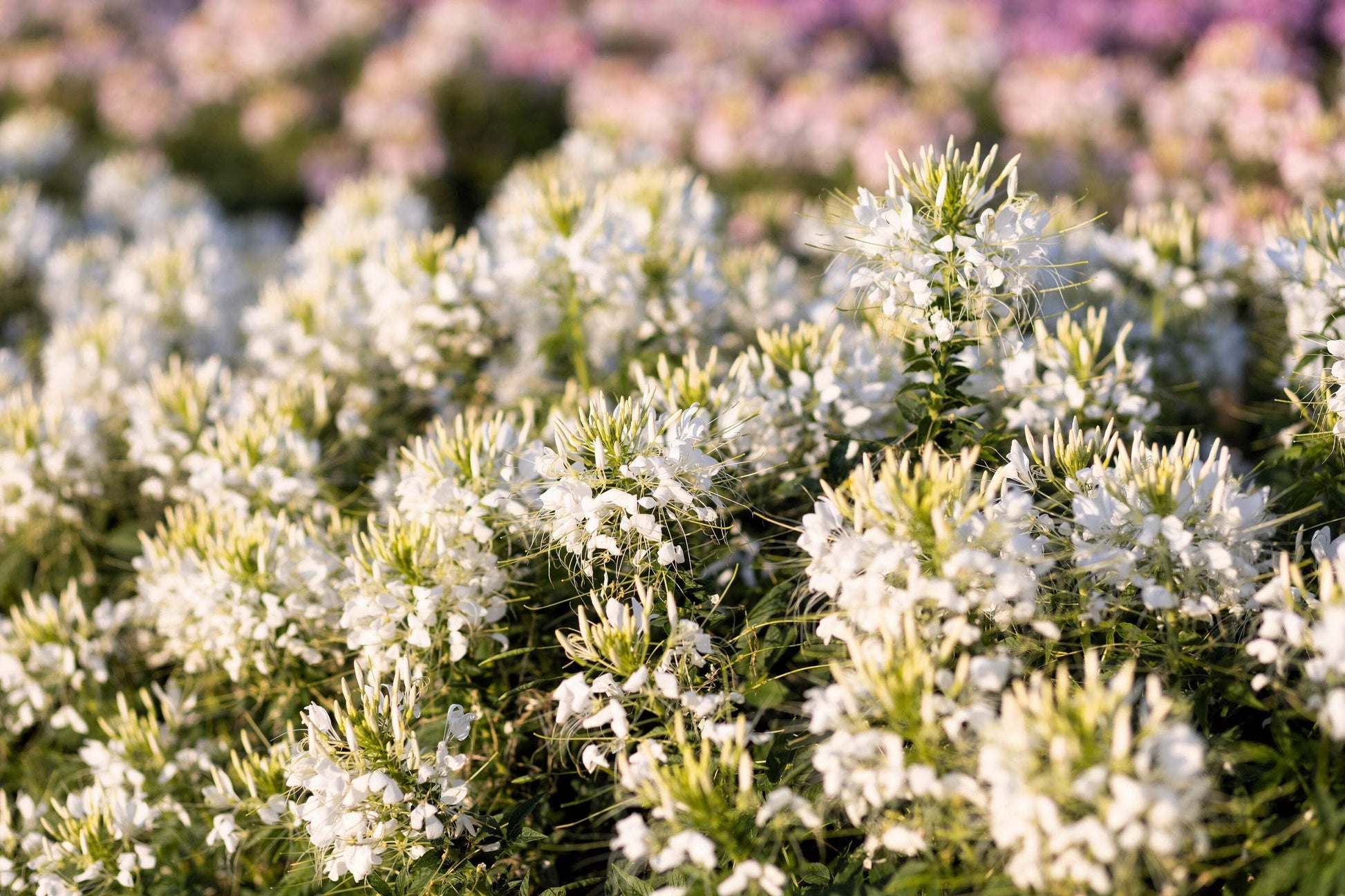 White Cleome Flower seeds for Planting - Long Bloom Season, Heirloom & GMO Free Seeds for Home Garden