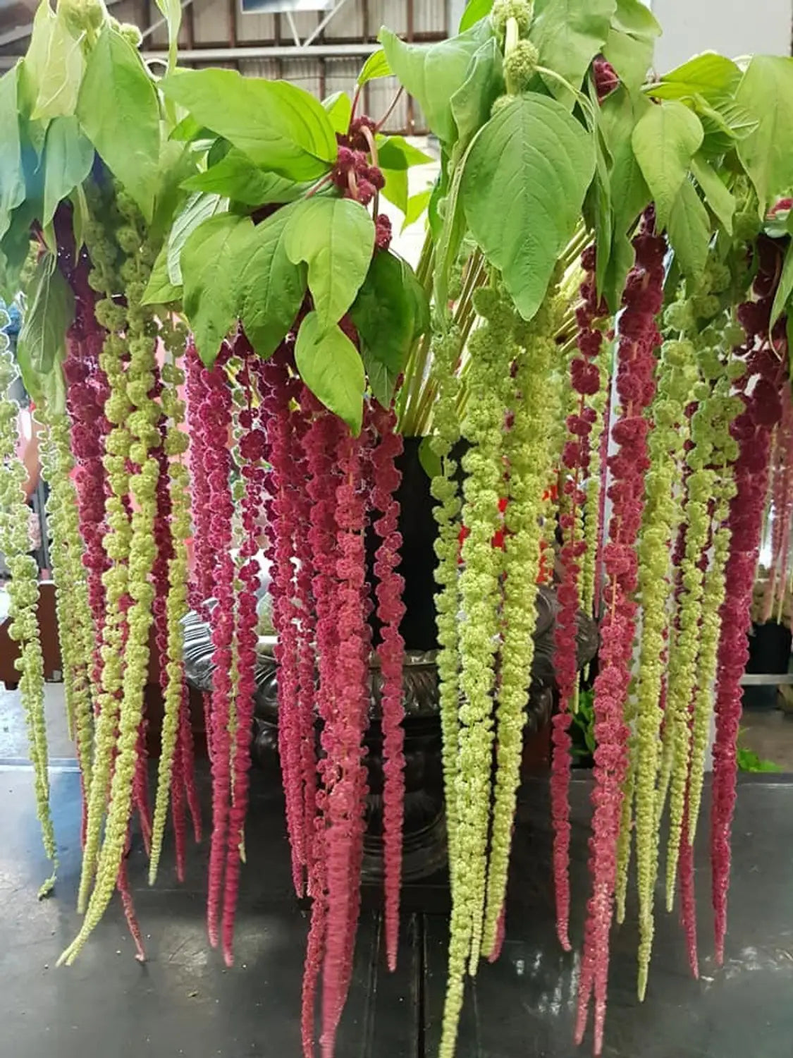 Mixed Caudatus Flower seeds for Planting - Long Bloom Season, Heirloom & GMO Free Seeds for Home Garden
