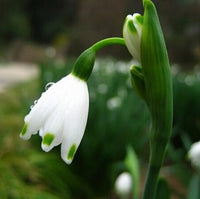 Nivalis Flower Seeds for Planting - Vibrant Blooms for Your Garden