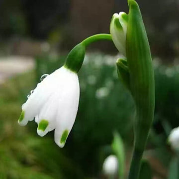 White Galanthus Nivalis Flower seeds for Planting - Pollinator Friendly, Heirloom & GMO Free Seeds for Home Garden
 
 Sale seeds for home garden