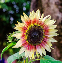 Mini Rainbow Sunflower Seeds, Ornamental Bonsai Plants