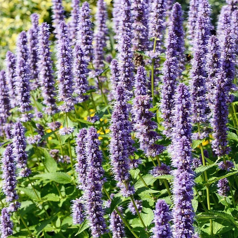 Agastache Rugosa Flower seeds for Planting - Compact Growth, Heirloom & GMO Free Seeds for Home Garden