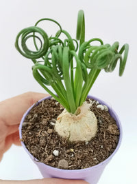 Spiralis Flower seeds for Planting - Sun Loving, Heirloom & GMO Free Seeds for Home Garden