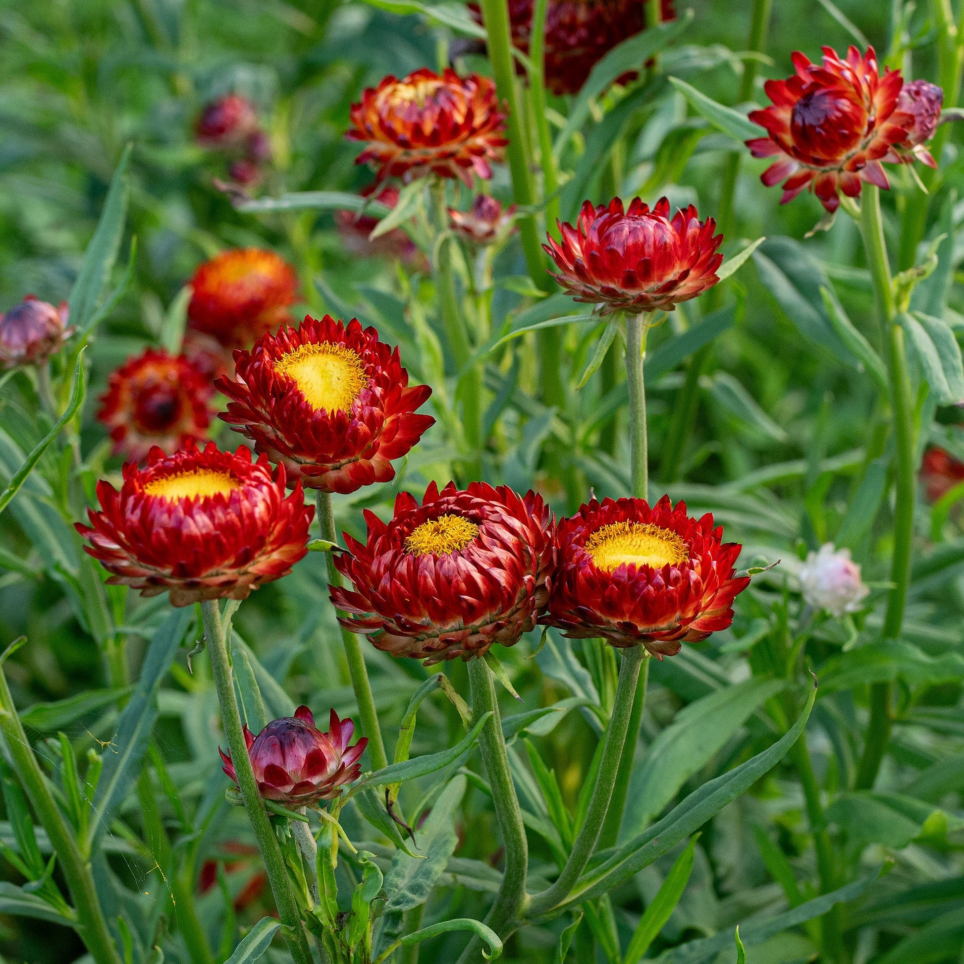 Red-Yellow Straw Flower seeds for Planting - Bright Blooms, Heirloom & GMO Free Seeds for Home Garden
