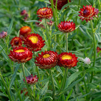 Red StrawFlower seeds for Planting Colorful Display Heirloom & GMO Free Seeds for Home Garden 
 
 Sale
