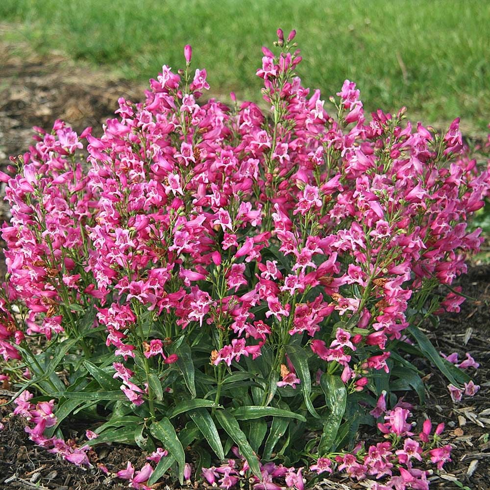 Mix Penstemon Barbatus Flower seeds for Planting - Premium Quality, Heirloom & GMO Free Seeds for Home Garden