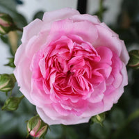 Pink White Climbing Rose Seeds for Planting Long Bloom Season Heirloom & GMO Free Seeds for Home Garden
 
 Sale